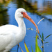 White Ibis by brotherone