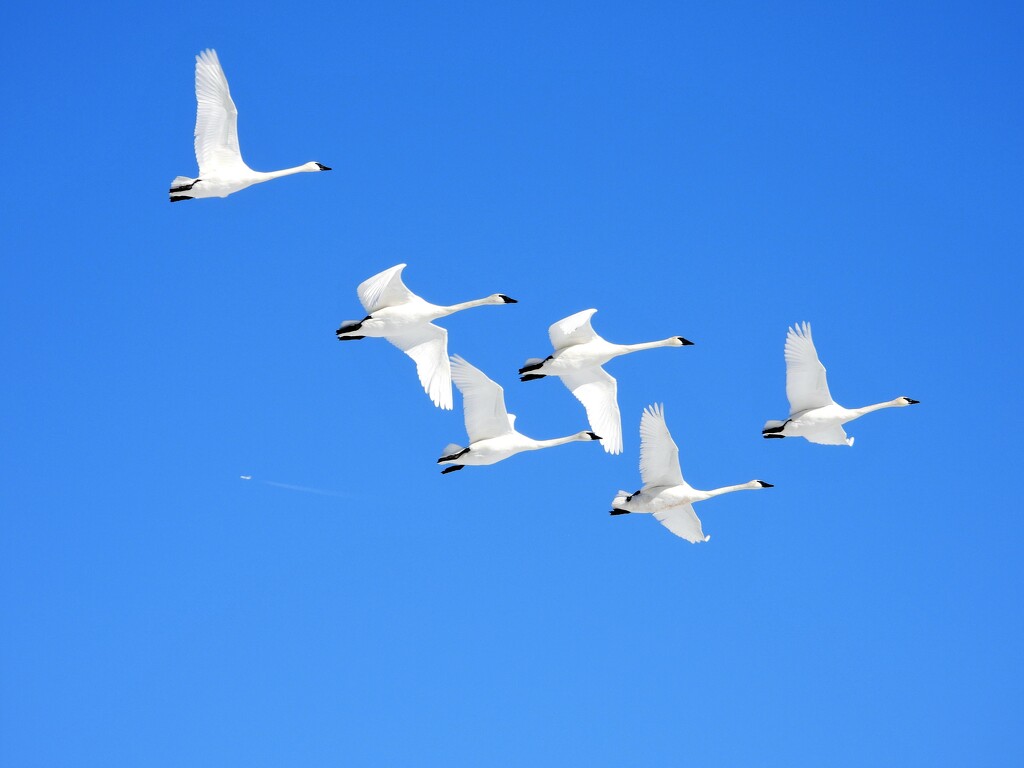 Trumpeter Swans by lynnz