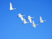 6th Feb 2022 - Trumpeter Swans