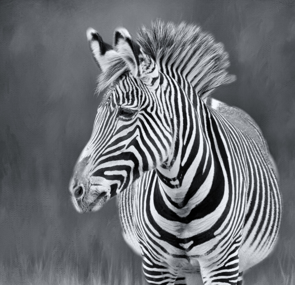 Zebra by pamknowler