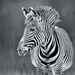 Zebra by pamknowler