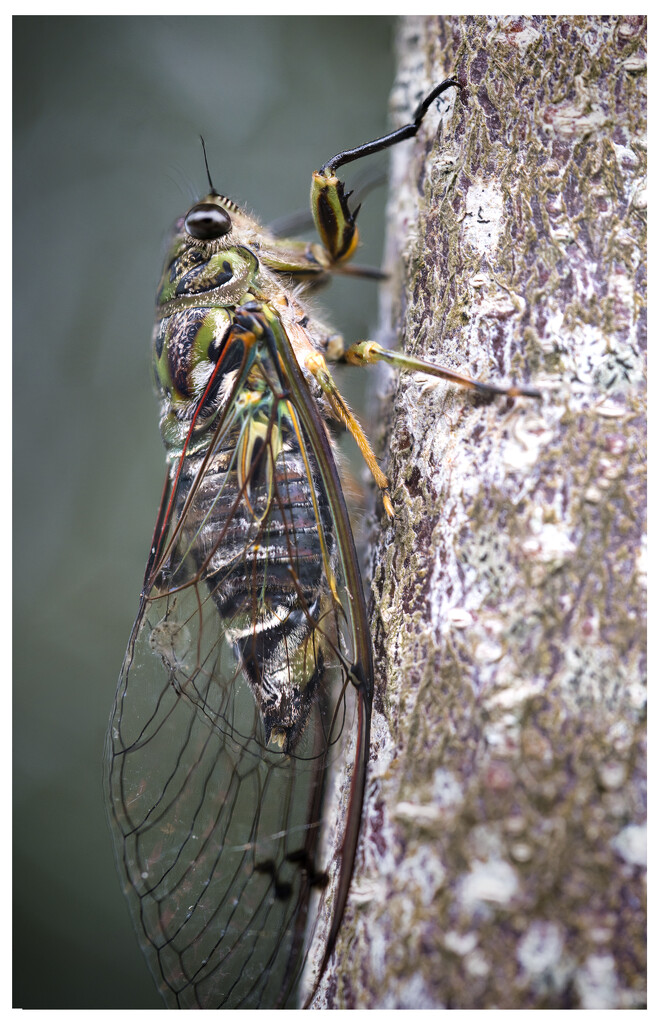Cicada by dkbarnett