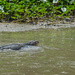Amphibious Monitor Lizard. by ianjb21
