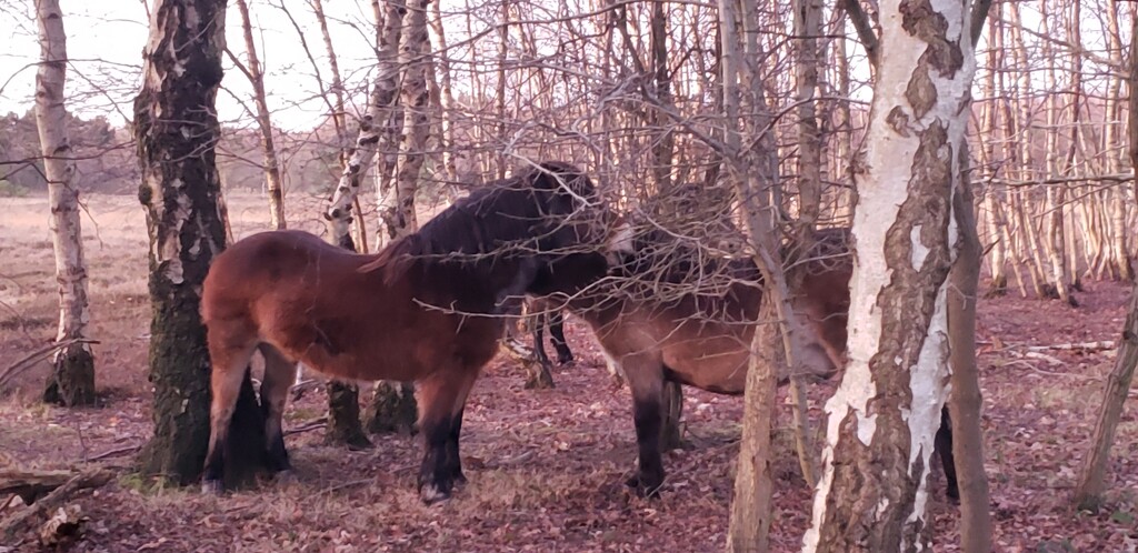 Exmoor ponies skipwith by shine365