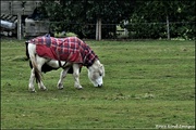 8th Feb 2022 - One of the rescue horses