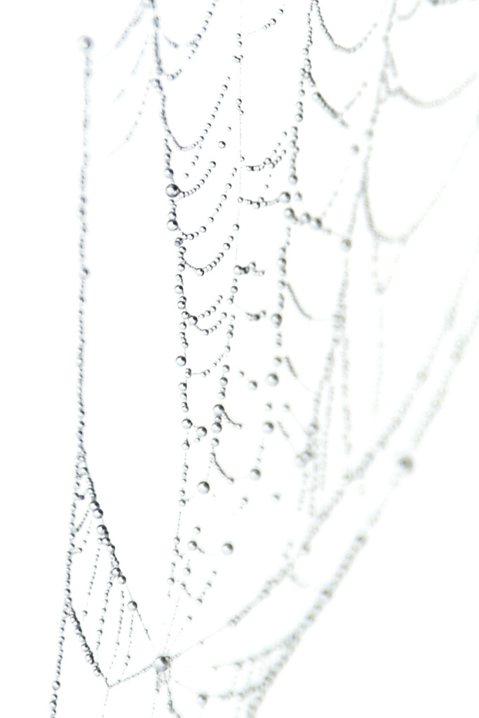 Spider web by danette