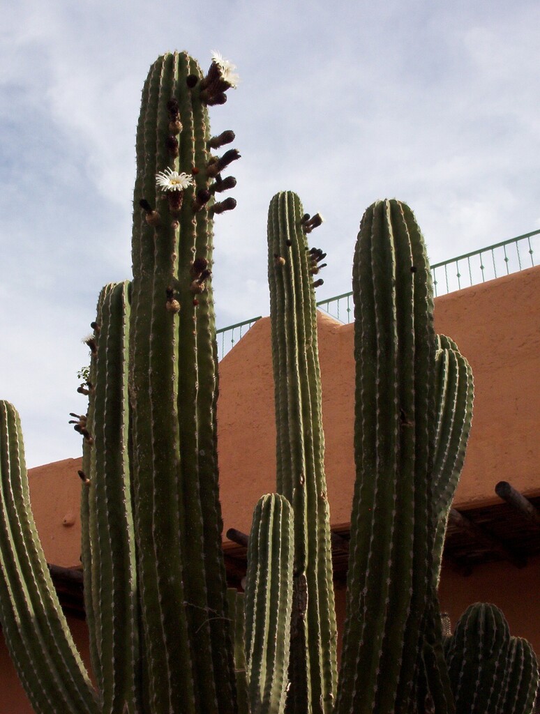 Oh yes let's not forget the beautiful cacti by bruni