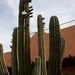 Oh yes let's not forget the beautiful cacti by bruni