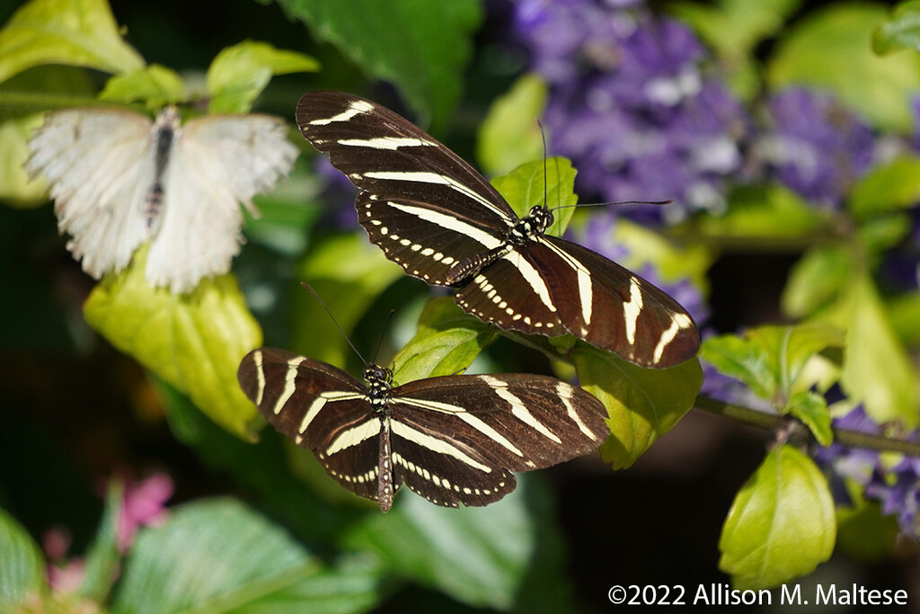 Zebra Butterflies by falcon11