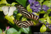 8th Feb 2022 - Zebra Butterflies