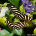 Zebra Butterflies by falcon11