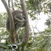 brace yerself by koalagardens