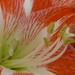 Amaryllis  by countrylassie