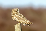 8th Feb 2022 - Short Eared Owl 