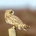 Short Eared Owl  by padlock