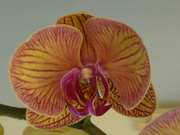 15th Jan 2022 - New Orchid 