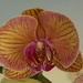 New Orchid  by countrylassie