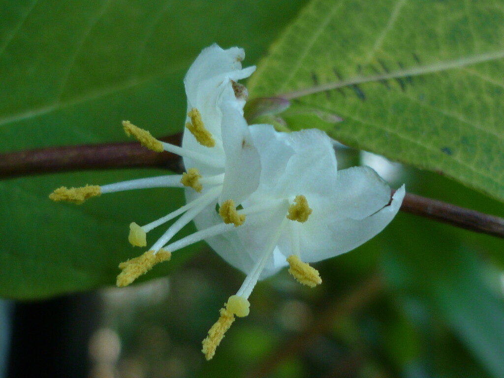 Lonicera Frangantimissima  by countrylassie