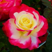 9th Feb 2022 - A Beautiful Rose ~