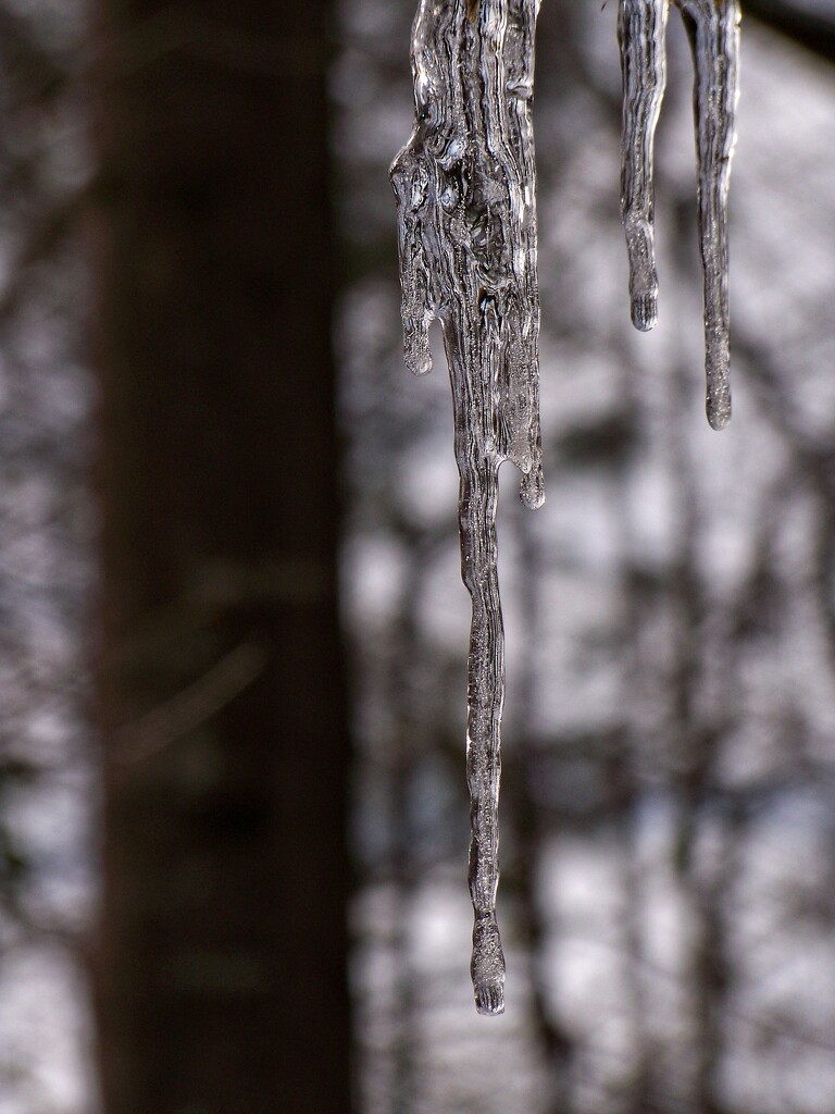 Last of the icicles... by marlboromaam