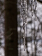 10th Feb 2022 - Last of the icicles...