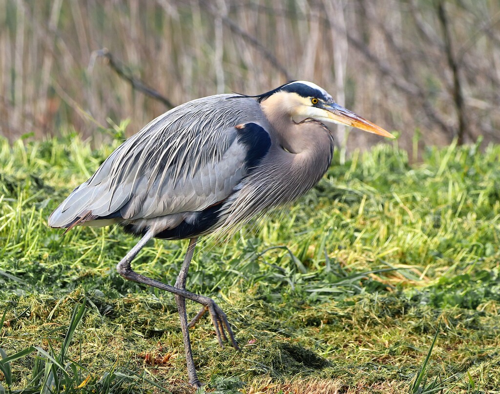 On the Move - Great Blue Heron by markandlinda
