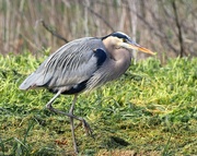 8th Feb 2022 - On the Move - Great Blue Heron