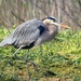 On the Move - Great Blue Heron by markandlinda