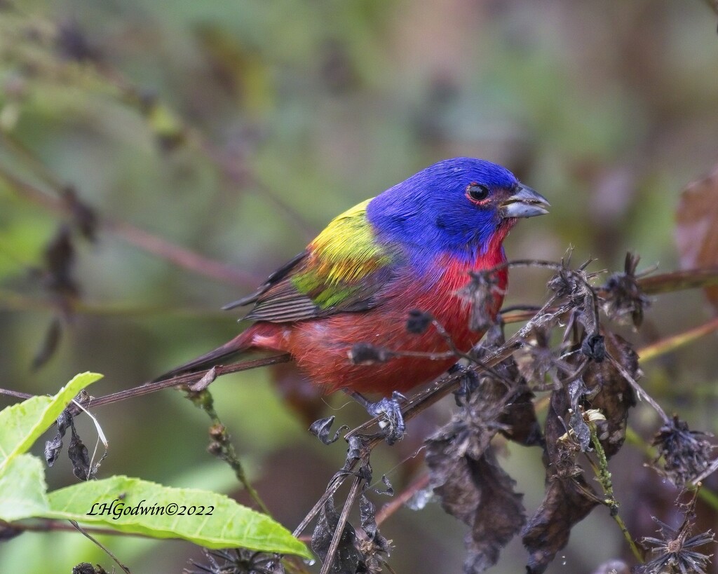 LHG_2686Painted Bunting with seed by rontu