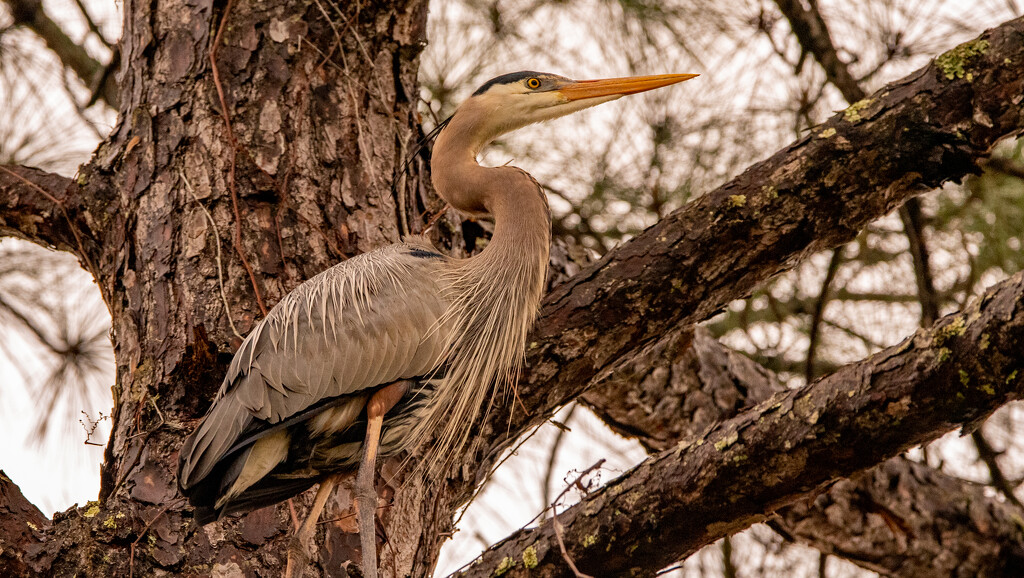 Blue Heron Looking for Nest Building Materials! by rickster549
