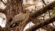 8th Feb 2022 - Blue Heron Looking for Nest Building Materials!
