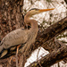 Blue Heron Looking for Nest Building Materials! by rickster549