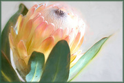 9th Feb 2022 - Painted Protea
