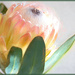 Painted Protea by ludwigsdiana