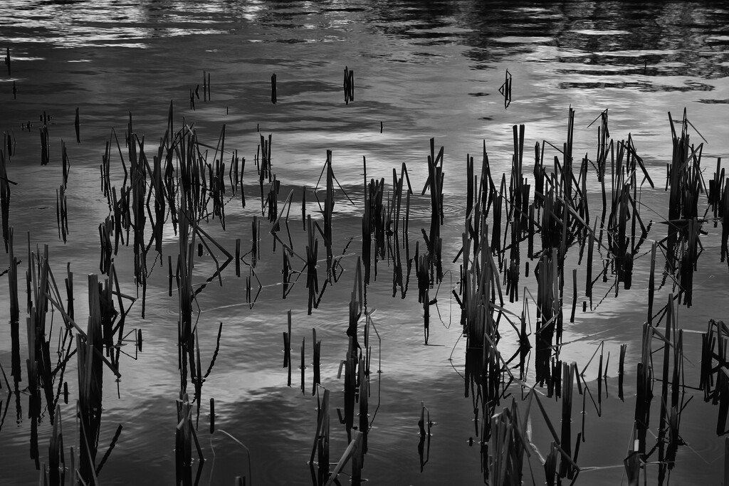 The Shape of Reeds by jamibann