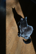 8th Feb 2022 - Shadow and Cat