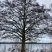 Winter trees 10: Alder by sianharrison