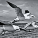 Gannet and Gulls by pamknowler