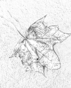 12th Feb 2022 - A Fallen Leaf