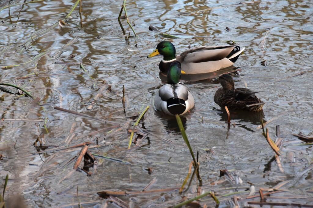Ducks, ripples and reflections by 365anne