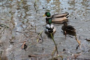 9th Feb 2022 - Ducks, ripples and reflections