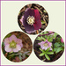 Hellebores by foxes37