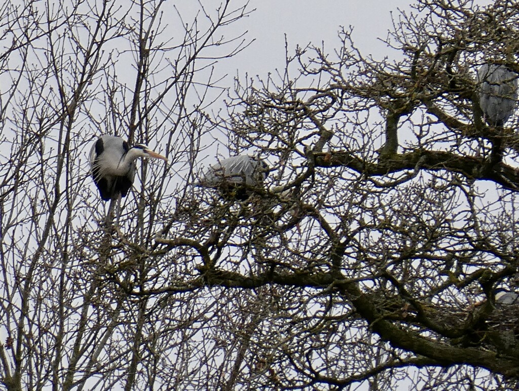Lots going on in the heronry by orchid99