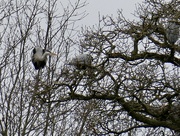 9th Feb 2022 - Lots going on in the heronry