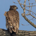 Juvenile Bald Eagle by jyokota