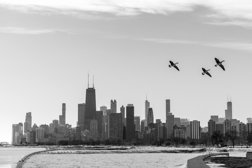 Pasted Geese on Chicago Skyline by jyokota