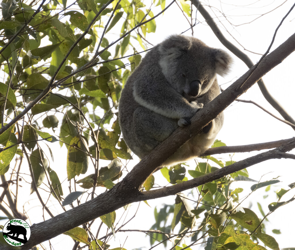 calm weather by koalagardens