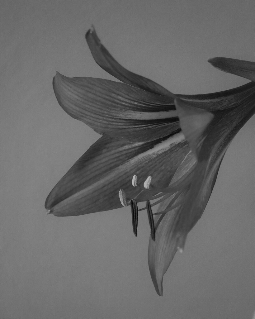 January 9: Gervase Amaryllis by daisymiller