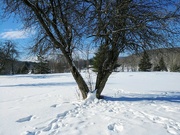 7th Feb 2022 - Dog Tracks in the Snow