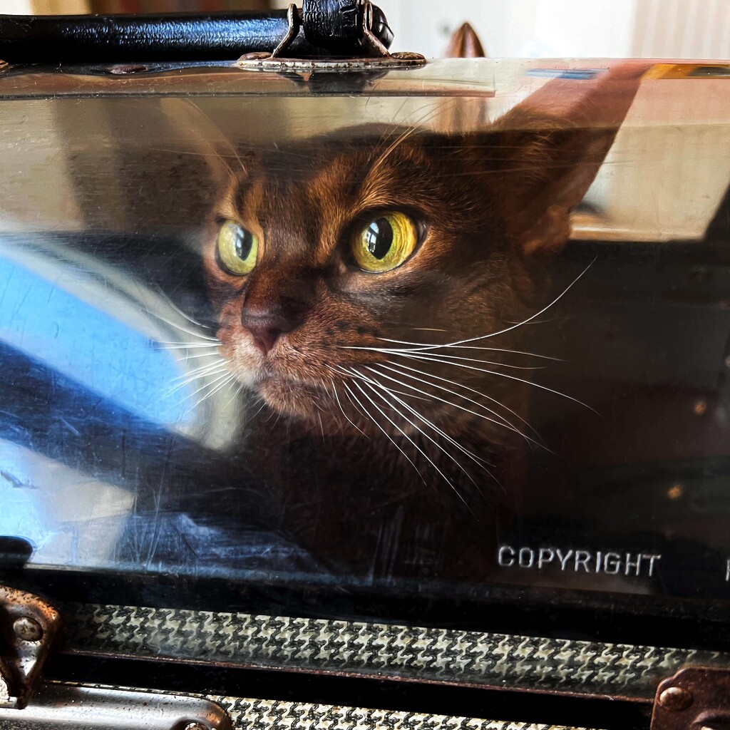 Shock and dread, in the cat carrier by berelaxed